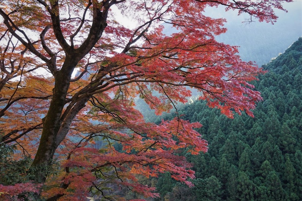 奥多摩 いろは楓 紅葉