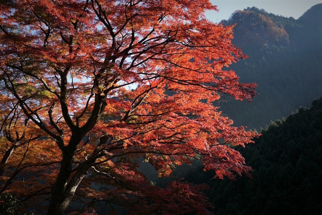 奥多摩 いろは楓 紅葉