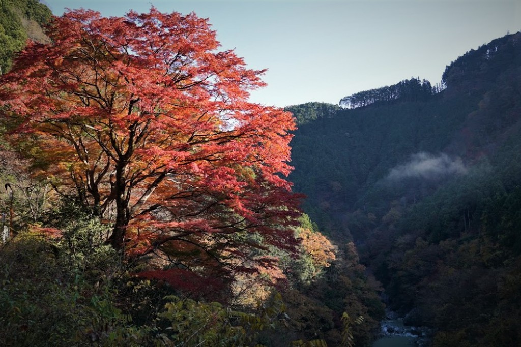 奥多摩 いろは楓 紅葉