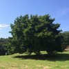 八王子の公園