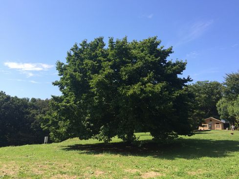 八王子の公園
