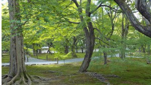 東福寺もみじ