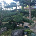 キャラの木　剪定