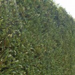 シルバーダスト　３