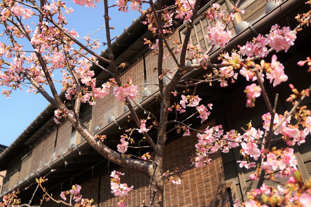 川越　梅の花