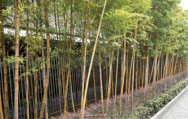 根津美術館脇の竹