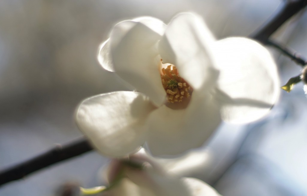 こぶしの花２
