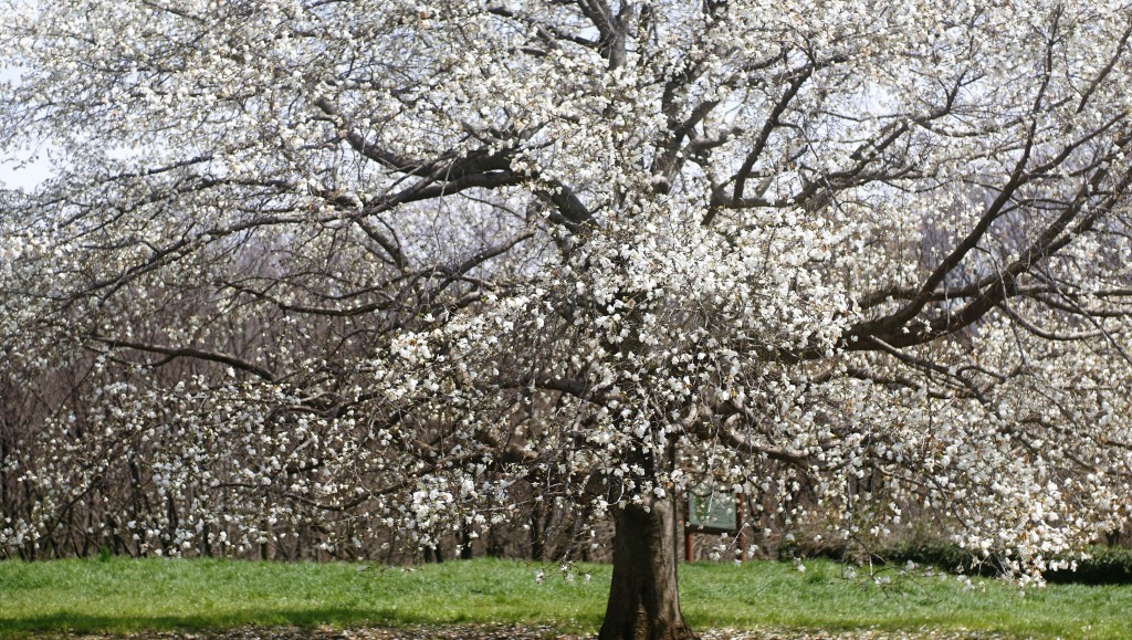 こぶしの花