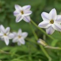 花ニラ