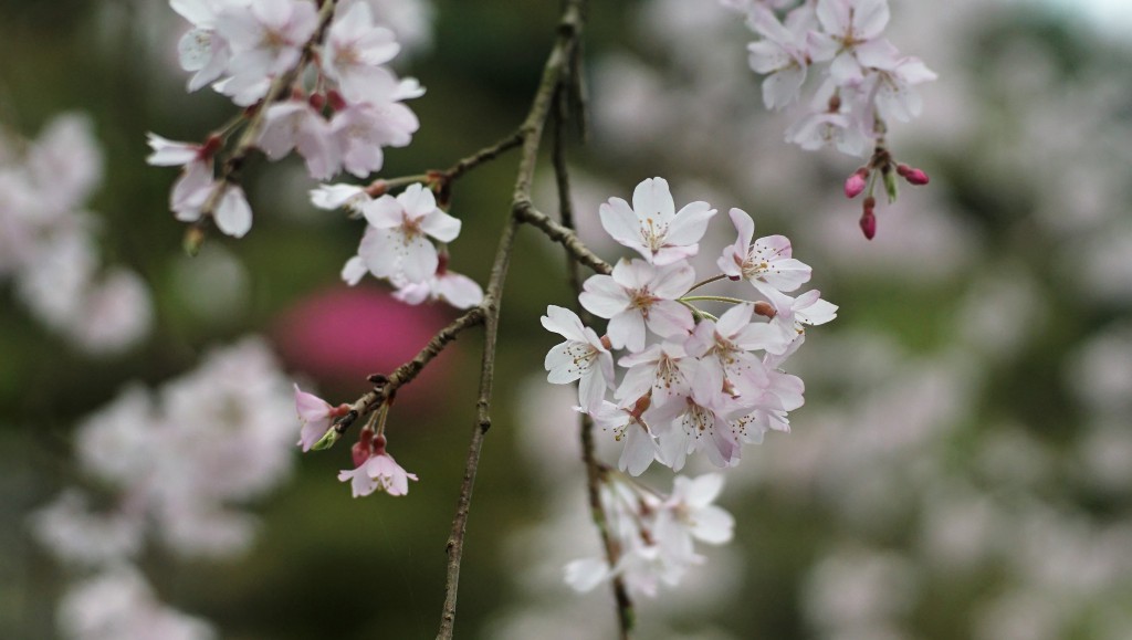 枝垂れ桜