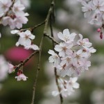 枝垂れ桜