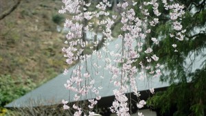 枝垂れ桜　２