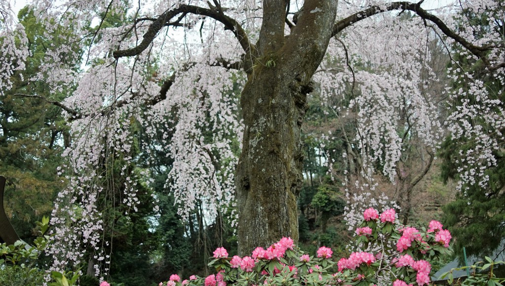 枝垂桜　幹