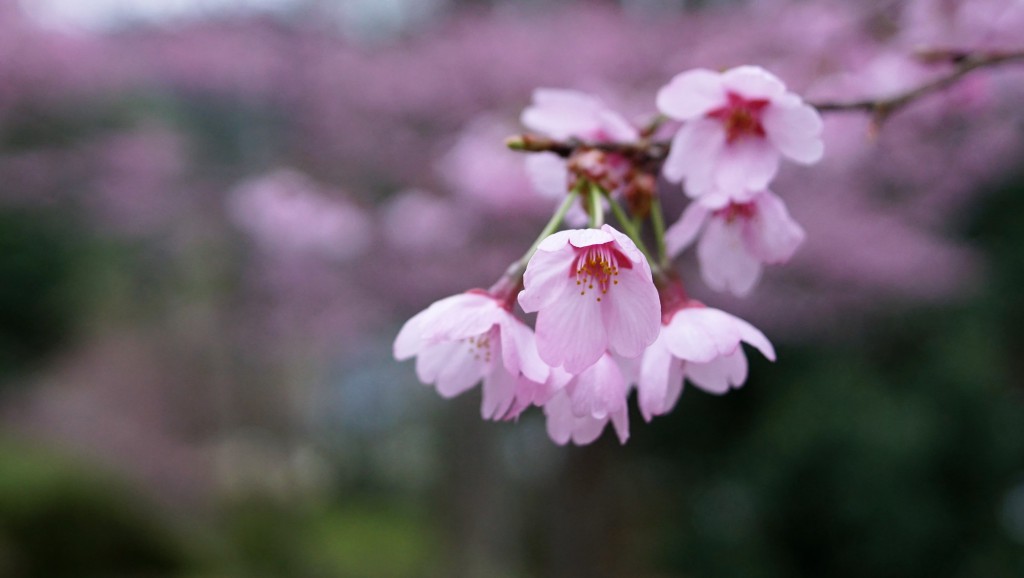 ピンクの桜