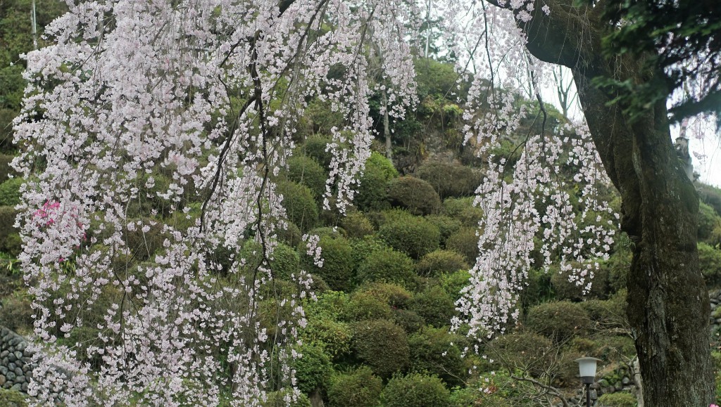 シダレ桜