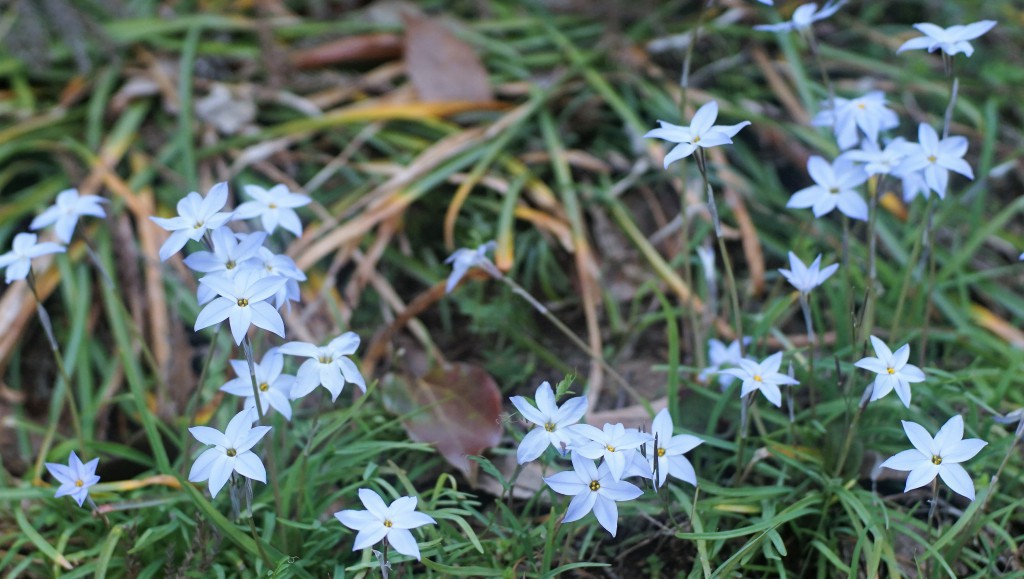 花ニラ