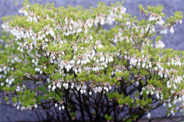 ドウダンツツジの花