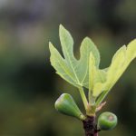 イチヂクの子供