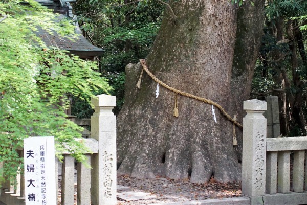 伊弉諾神宮 夫婦大楠