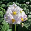 背伸びしたじゃがいもの花