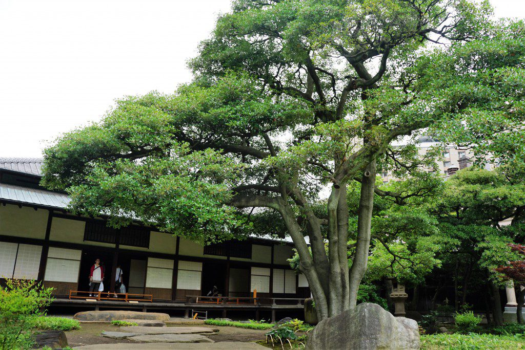 旧岩崎邸モッコク