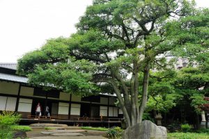旧岩崎邸モッコク
