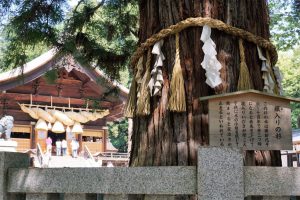 諏訪大社秋宮　神楽殿　根入の杉