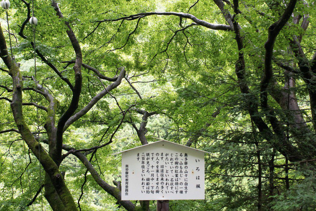 奥多摩むかし道いろは楓
