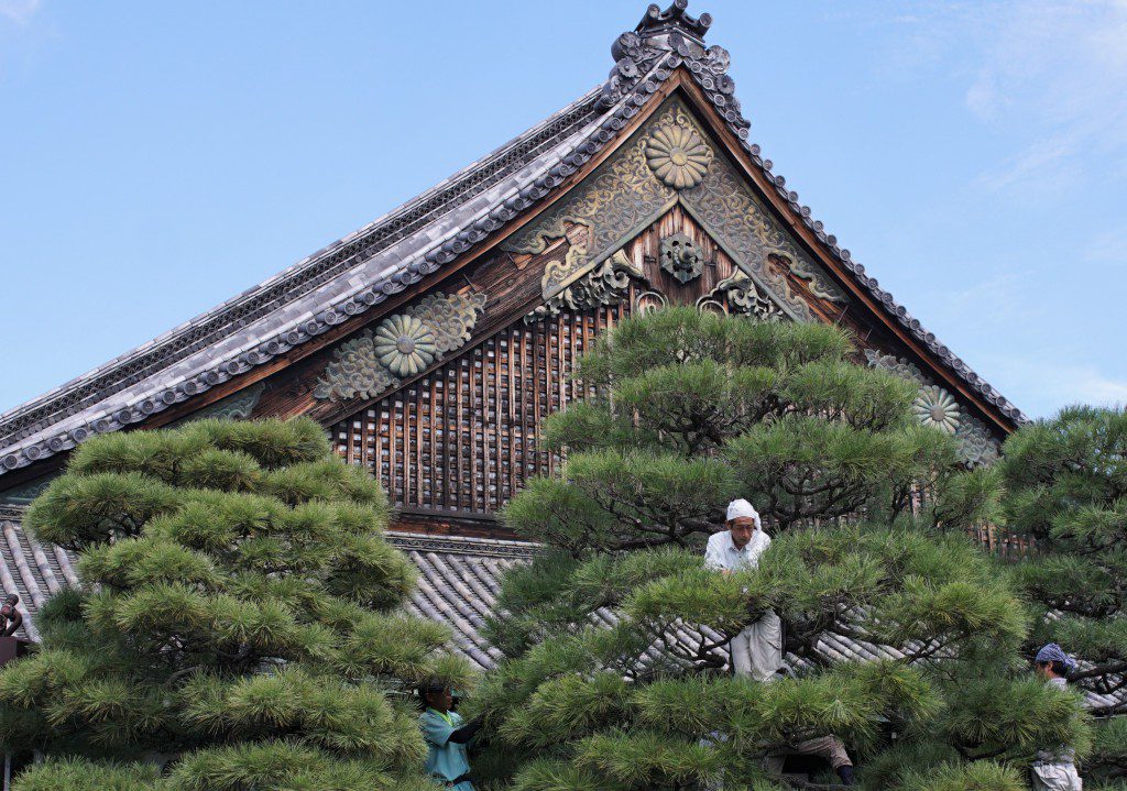 二条城　二の丸　植木職人