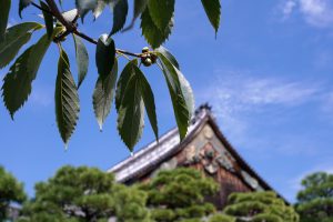 二条城　二の丸　秋の空