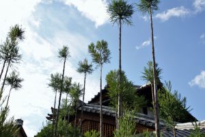 大徳寺　台杉