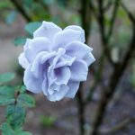 毛呂山町滝ノ入ローズガーデン