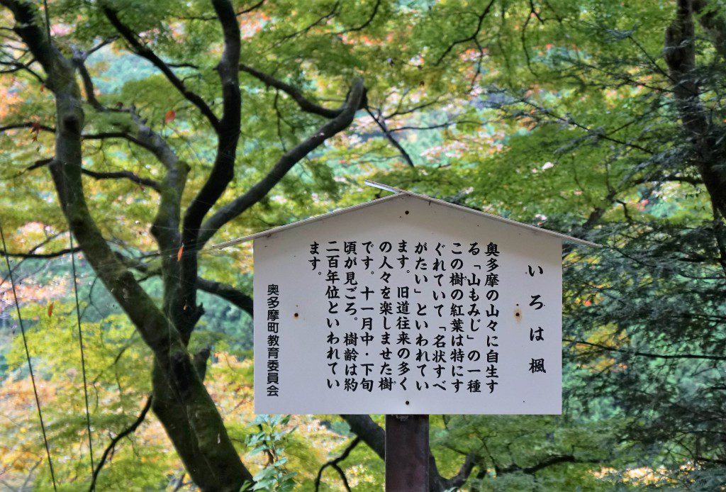 奥多摩　いろは楓