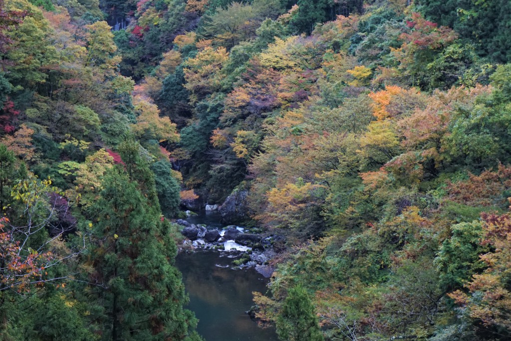 奥多摩　紅葉　2016
