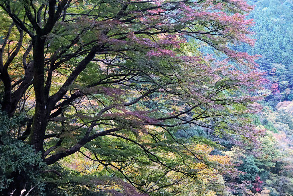 奥多摩　いろは楓　紅葉　2016
