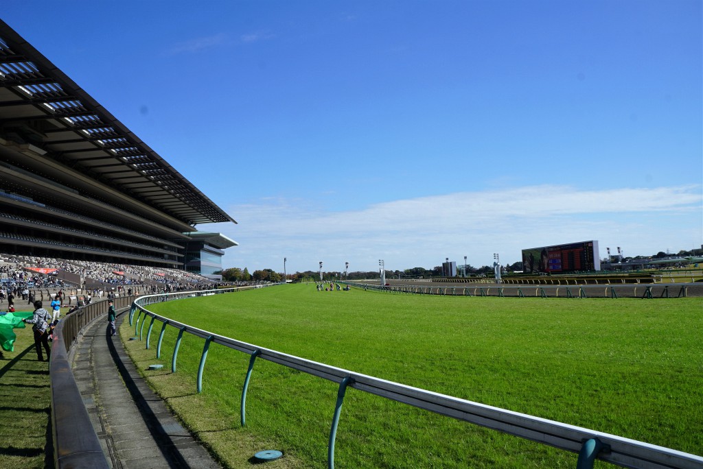 東京競馬場　ストレート
