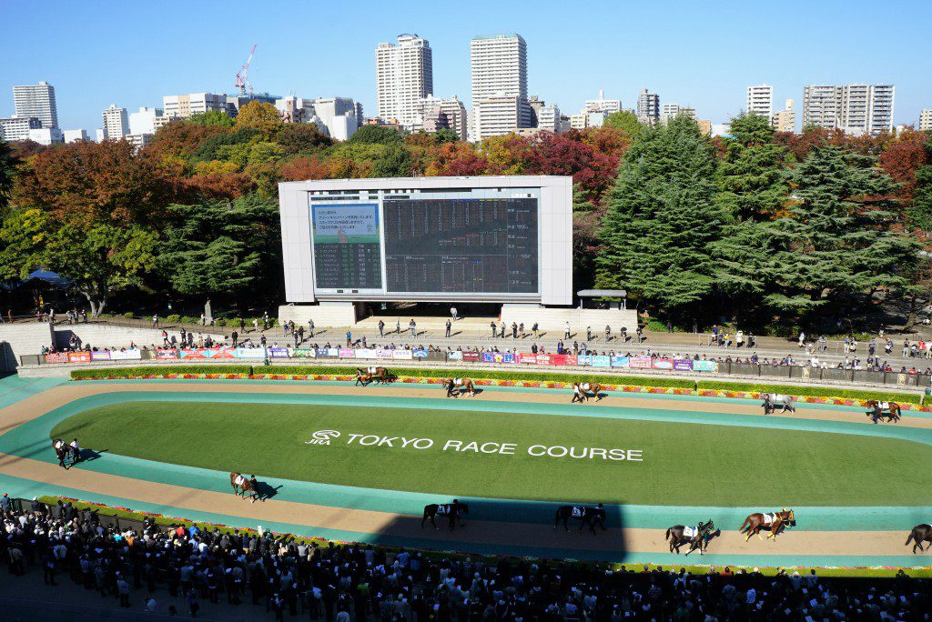 東京競馬場　パドック