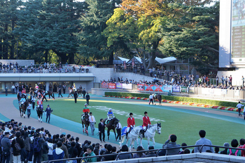 東京競馬場　パドック