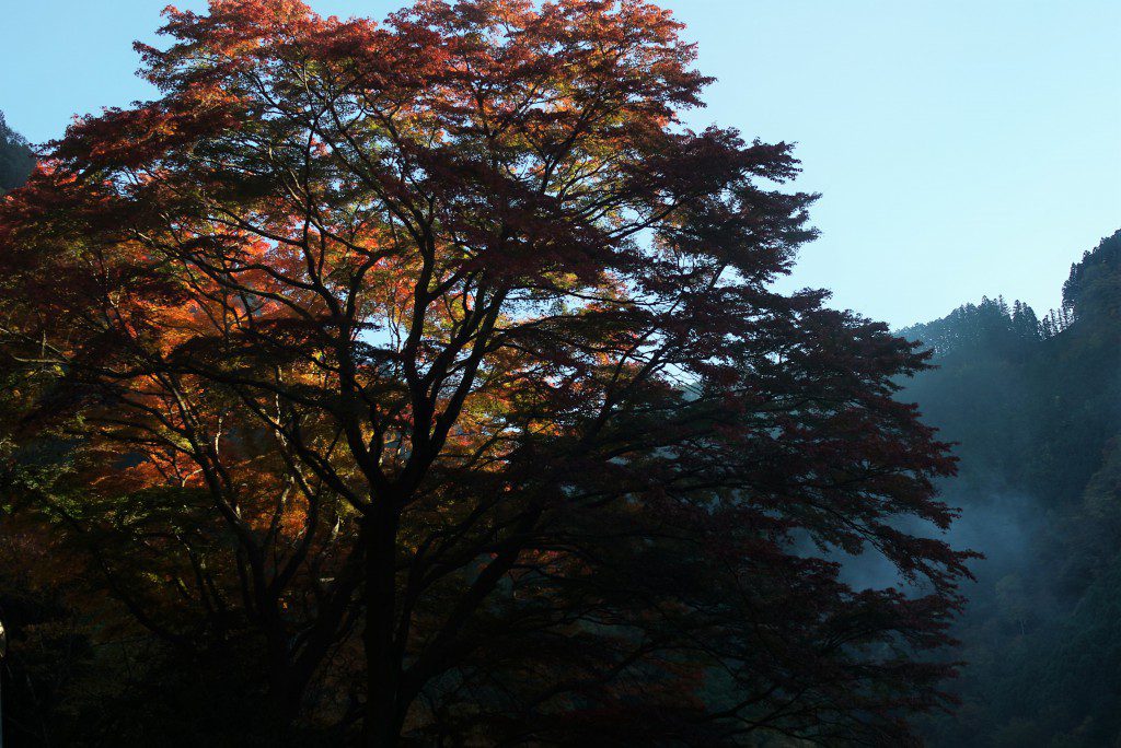 奥多摩　いろは楓の紅葉