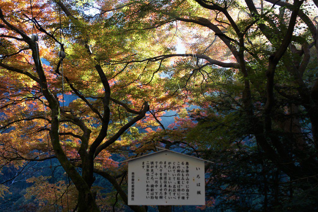 奥多摩　いろは楓の紅葉