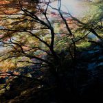 奥多摩　いろは楓の紅葉