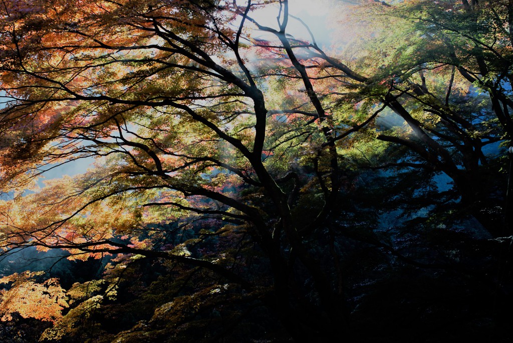 奥多摩　いろは楓の紅葉