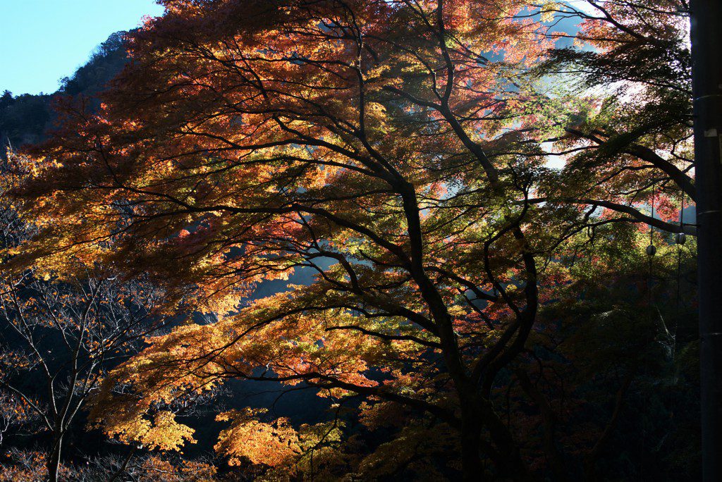 奥多摩　いろは楓の紅葉