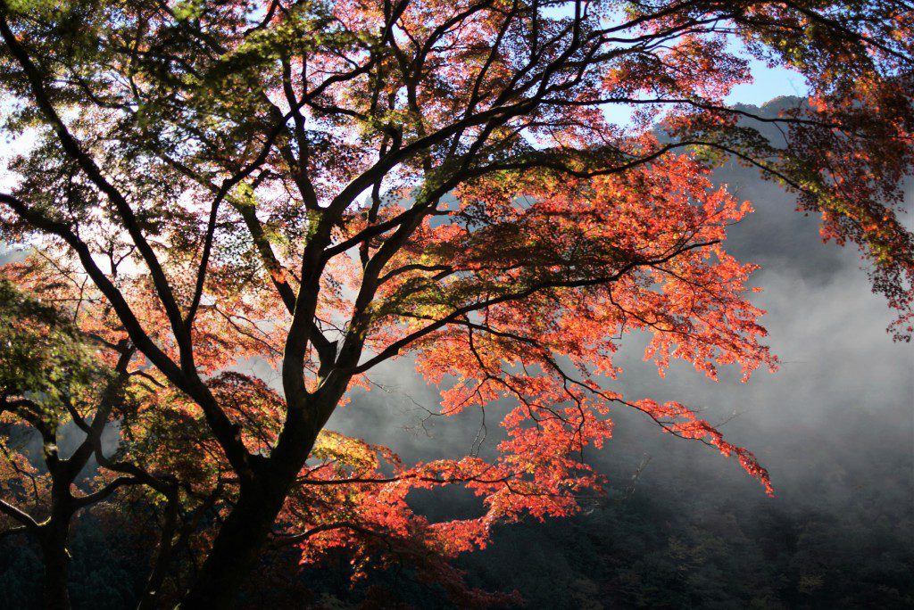 奥多摩　いろは楓の紅葉