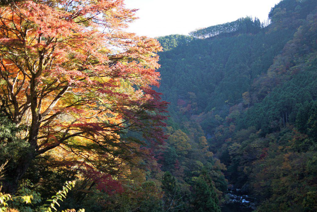 奥多摩　いろは楓の紅葉