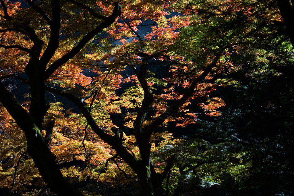 奥多摩　いろは楓の紅葉