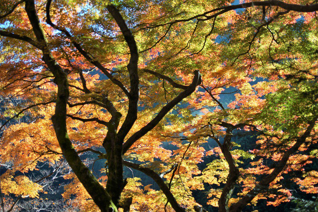 奥多摩　いろは楓の紅葉