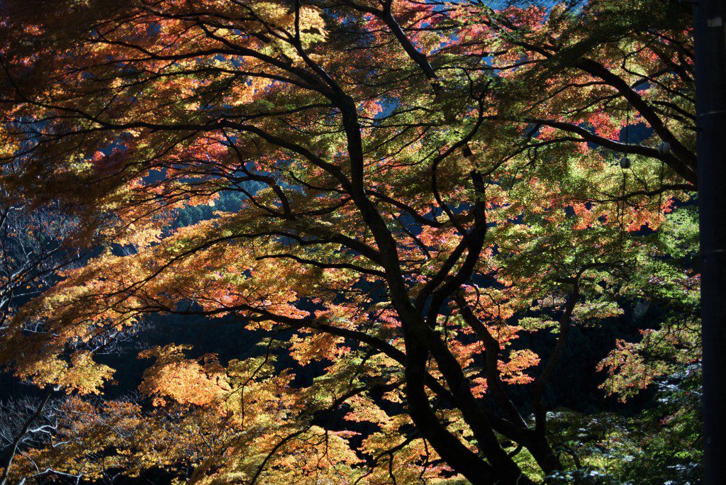 紅葉　奥多摩湖　小河内神社