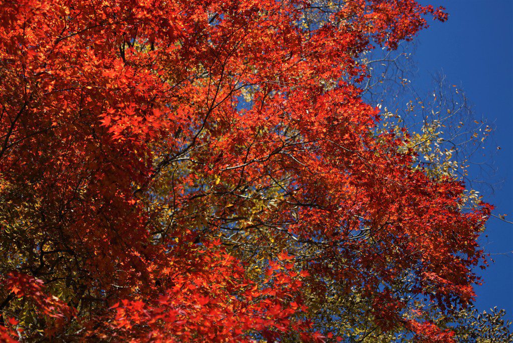 奥多摩の紅葉