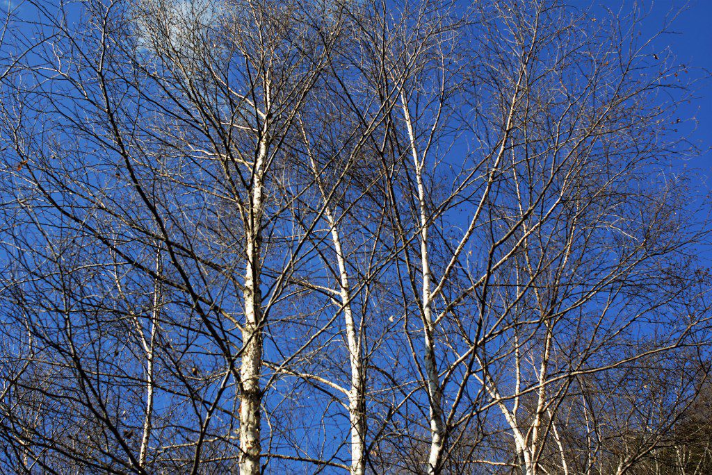 一ノ瀬高橋　白樺
